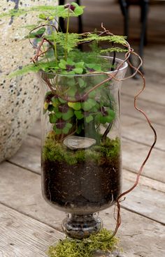 a glass vase filled with plants on top of a wooden table