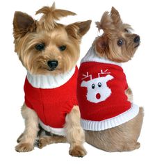 two small dogs wearing sweaters sitting next to each other