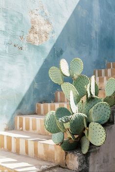 a cactus sitting on the steps in front of a blue wall and cement staircases