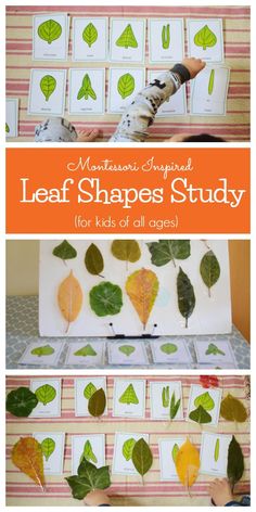 leaf shapes study for kids to learn how to make them look like they have leaves on them