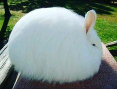 a white rabbit sitting on top of a wooden bench