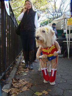 a dog dressed up like wonder woman walking down the street with its owner on her cell phone