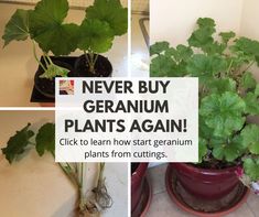 there are pictures of plants growing in pots on the floor and below them is a sign that says never buy geranium plants again click to learn how to start geranin