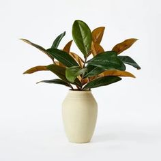 a potted plant with green leaves in it