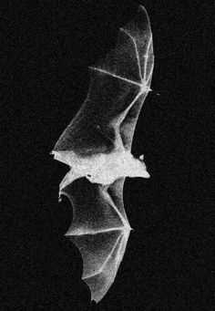 a black and white photo of a bat flying in the air with its wings spread out