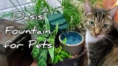 a cat that is sitting in front of some potted plants with the caption kitty oasis fountain