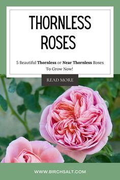 two pink roses with the words, thornless roses 5 beautiful flowers or near thomas roses to grow more