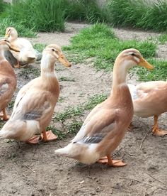 four ducks are standing in the dirt near some grass