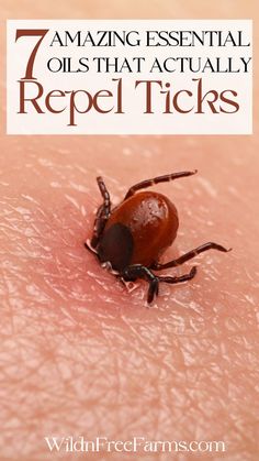 essential oil tick repellent Tick Repellent Essential Oils, Ticks On Humans, Tick Repellent For Humans, Homemade Tick Repellent, Tick Repellent For Dogs, Get Rid Of Ticks, Insect Repellent Essential Oils, Natural Tick Repellent