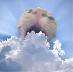 a cat is sticking its head out from behind some fluffy white clouds and blue sky