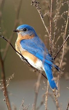 a blue bird sitting on top of a tree branch next to dry grass and twigs