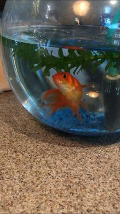 a goldfish in an aquarium looking at the camera