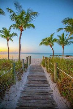 a wooden path leading to the beach with palm trees