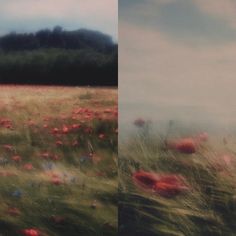 two pictures one is blurry and the other has red poppies on it in a field