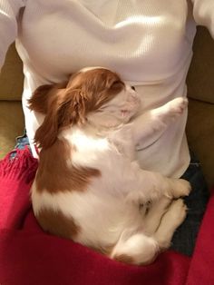 a brown and white dog laying on its back next to a person in a chair