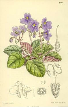 a drawing of purple flowers with green leaves