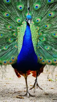 a peacock with its feathers spread out in front of it's head and tail