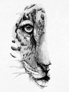 a pencil drawing of a tiger's face