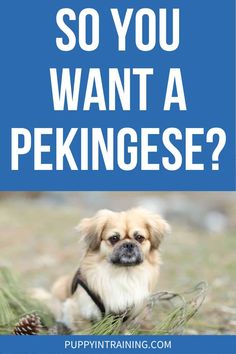 a small dog sitting in the grass with text that reads so you want a pekingese?