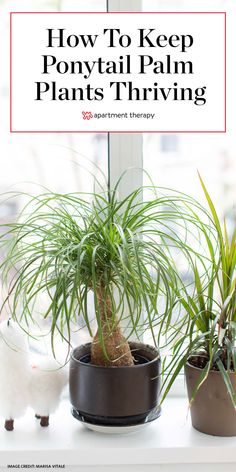 three potted plants on a window sill with text overlay how to keep ponytailtail palm plants thriving