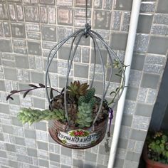 a hanging planter filled with succulents in front of a tiled wall