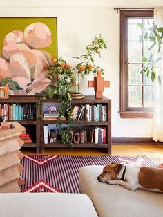 a dog laying on top of a couch next to a book shelf filled with books