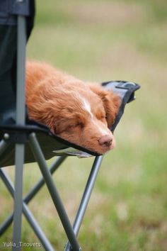 a brown and white dog sleeping on top of a folding chair