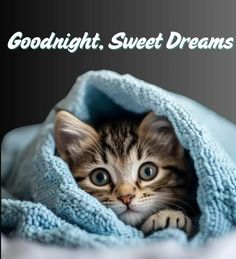 a small kitten is peeking out from under a blanket with the caption goodnight sweet dreams