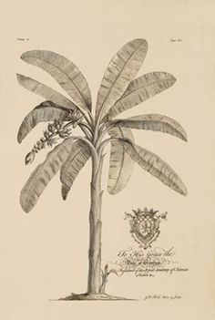 Banana Tree Poster Print by Georg Ehret-VARPDXGDB16 Image 1 Banana Tree, Plant Drawing, Fine Arts Posters, Paper Stock, Etching, Posters Art Prints, Vivid Colors, Fine Art Prints, Poster Prints