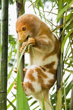 a brown and white monkey climbing up the side of a bamboo tree with green leaves