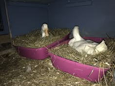 two ducks are laying in their nests on some hay