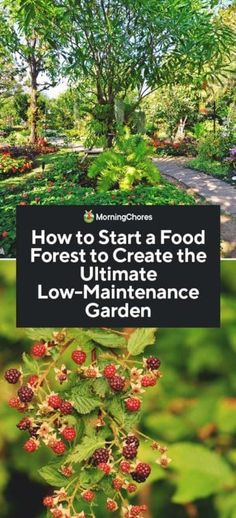 how to start a food forest to ultimate the low - maintenance garden, by person