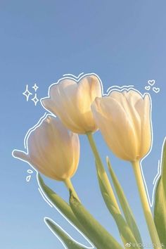 three white tulips in front of a blue sky with stars on the side