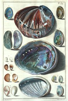 an image of seashells on display in a book cover art print by american school