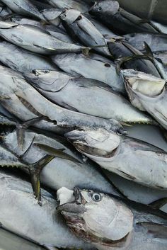 a bunch of fish that are laying on the ground