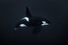 an orca whale in the dark with stars on it's back and head