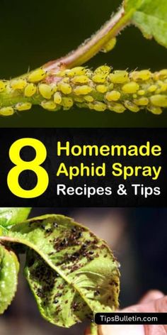 the 8 homemade aphid spray recipe is shown