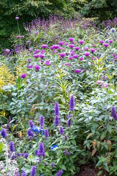 purple flowers are growing in the middle of a flower garden with lots of green leaves