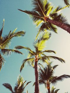 palm trees blowing in the wind on a sunny day