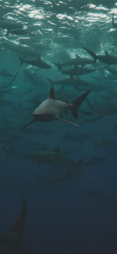 a large group of sharks swimming in the ocean