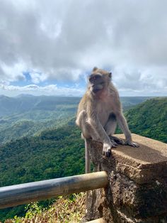 a monkey sitting on top of a stone wall next to a lush green forest covered hillside