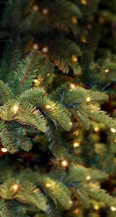 a close up of a pine tree with lights on it