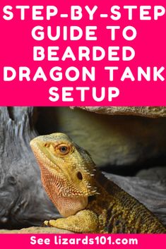 the step - by - step guide to bearded dragontank setup