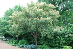 Golden Green, Ornamental Trees, Colored Flowers, Tree Farm, Leaf Coloring, Dark Olive Green, Deciduous Trees, Fragrant Flowers, Seed Pods