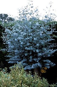 a tree with white flowers in the middle of some bushes