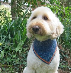 a white dog with a blue bandana sitting on the ground in front of some bushes