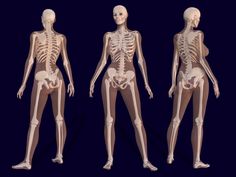 three different views of the human body with skeleton and skeletal bones, all in various positions