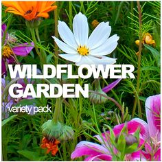 the wildflower garden variety pack includes various flowers