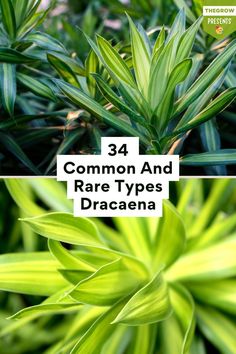 some green plants with the words 34 common and rare types of dracaena on them