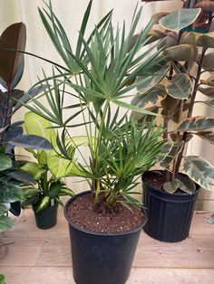 three potted plants sitting on top of a wooden table